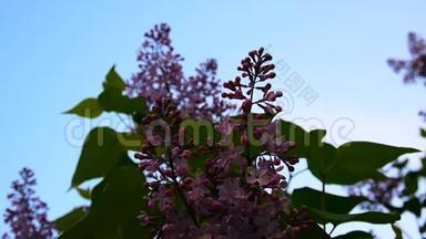 紫丁香紫色的花枝.. <strong>古灵精怪</strong>。 宏拍静态摄像机.. 在风中微微摇曳。 花期