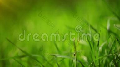 清晨清新的绿泉草草草坪，明亮的活力自然季节背景和浅深的田野