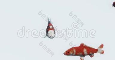 一组红鱼游泳，3D卡通，动物。