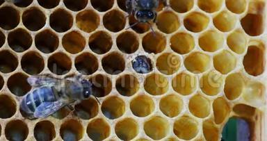 欧洲蜂<strong>蜜蜂</strong>，<strong>蜜蜂</strong>，<strong>蜜蜂</strong>的出现，在诺曼底，实时