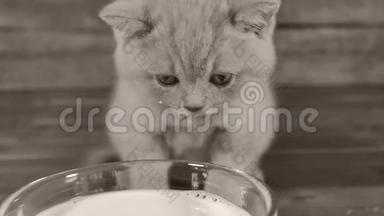 小猫从碗里喝牛奶