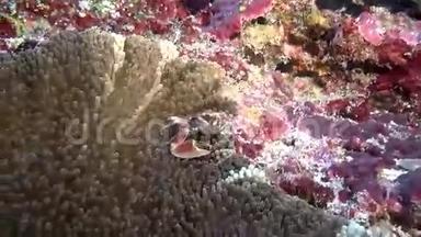 蟹在海葵中蒙面，在干净<strong>的海底海底</strong>寻找食物。