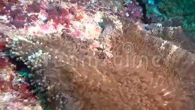 蟹在海葵中蒙面，在干净的<strong>海底海底</strong>寻找食物。