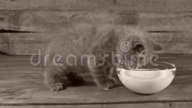 小猫从碗里喝牛奶