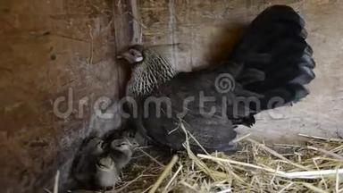一群小可爱的小鸡在鸡舍里散步.. 在鸡舍里和他们的母亲合拢五颜六色的几天老鸡