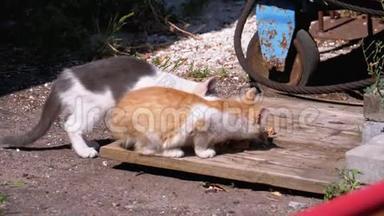 无家可归的野猫在垃圾填埋场的街道上吃肉。 喂养流浪动物
