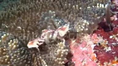 蟹在海葵中蒙面，在干净<strong>的海底海底</strong>寻找食物。