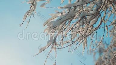 枯冻的<strong>榆树</strong>在冰枝上，冬天，白天，雪在雪的阳光下，阳光照耀着美丽的风景。 干树<strong>榆树</strong>