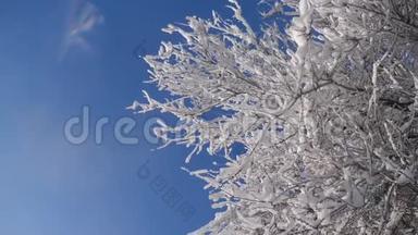 枯冻的榆树在冰枝上，冬天，白天，雪在雪的阳光下，阳光照耀着美丽的风景。 干树