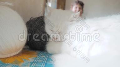 老白猫睡在桌子旁边的蛋蛋上编织。 坐在窗边的老白猫