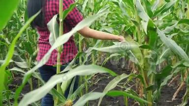 智慧生态收割农业耕作理念.. 农民女孩植物研究员在农场收获玉米芯。 妇女