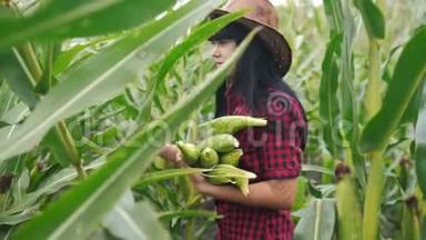 智慧生态是一种收获农业的耕作理念。 农民女孩植物研究员收获玉米生活方式的COBS上