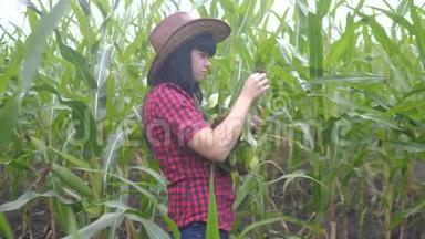 智慧生态收割农业耕作理念.. 农民生活方式女孩植物研究员收割玉米芯
