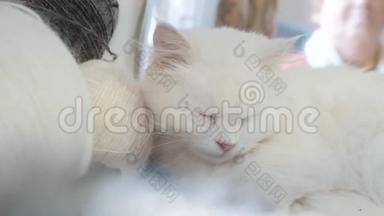 老白宠物猫睡在桌子旁边的蛋蛋上编织。 坐在窗前的老白猫