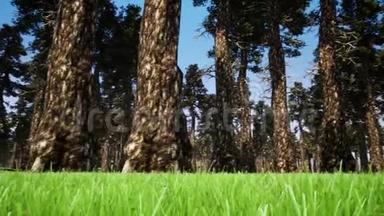 森林景观三维现实镜头