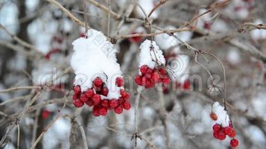 冬季雪中覆盖的充满活力的浆果