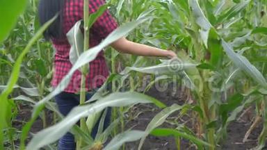 智慧生态收割农业<strong>耕作</strong>理念.. <strong>农民</strong>女孩植物研究员在农场收获玉米芯。 妇女