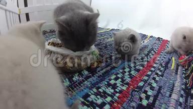 小猫从塑料袋里吃东西