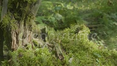 阳光下美丽的绿色苔藓。 苔藓生长在树上，苔藓背景优美.. 苔藓上的叶子，秋天，森林