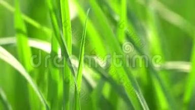 生机勃勃的绿草特写.. 绿草如茵。 绿草和美景的抽象自然背景