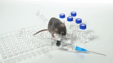 一只灰色实验室小鼠，有免疫板，注射器和小瓶。 概念----药物、疫苗的检验