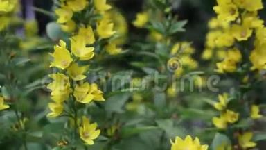 花园里的黄花，特写，高清镜头