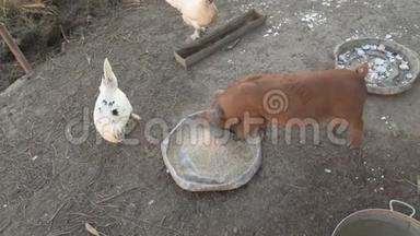杜洛克种的小红猪吃铝盆子的碎粮和白莱霍恩鸡