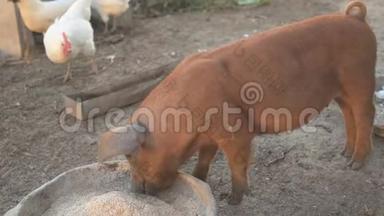 杜洛克种的小红猪吃铝盆子的碎粮和白莱霍恩鸡
