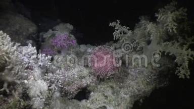 海底海胆在红海寻找食物。