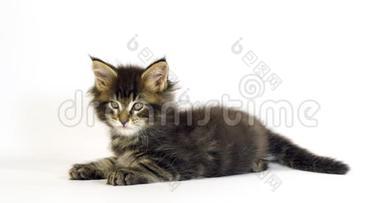 棕色斑纹斑纹斑纹缅因浣熊家猫，小猫反白背景，法国诺曼底