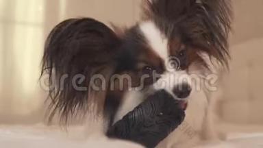 幼犬品种帕皮隆大陆玩具猎犬啃橡胶轮胎-一个有趣的轮胎更换库存录像