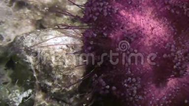 红海海底海胆海胆海底背景海洋景观。