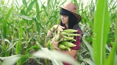 智慧生态收割农业耕作理念.. 农民女孩植物研究员收割玉米芯的生活方式
