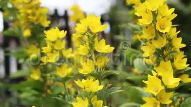 花园里的黄花，特写，高清镜头