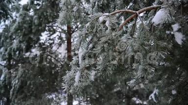 雨后森林中覆盖着冰壳的松树