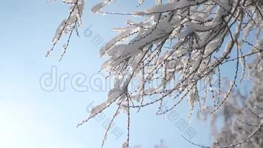 枯冻的<strong>榆树</strong>在冰枝上，冬天，白天，雪在雪的阳光下，阳光照耀着美丽的风景。 干树<strong>榆树</strong>