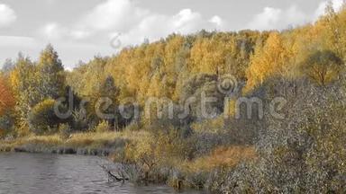 秋天的自然景观在河边用黄叶特写