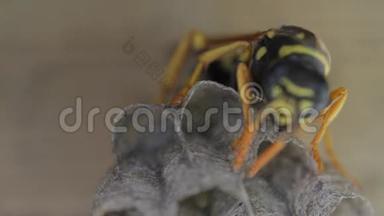 黄夹克黄蜂倾向于巢中产卵