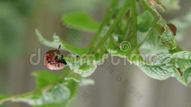 科罗拉多马铃薯甲虫幼虫在花园里吃土豆叶。 <strong>害虫</strong>和寄生虫破坏农业作物