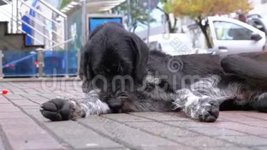 流浪狗躺在城市街道上，背景是过往的汽车和人们