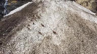 春天雪场上的一群高山伊贝克斯，用肮脏的残雪伪装自己