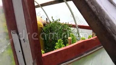高级园丁女<strong>看护</strong>温室里的西红柿植物