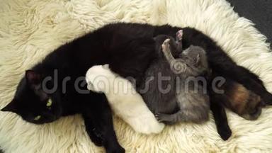 小可爱的新生小猫妈妈躺在羊毛上。 <strong>关上门</strong>。 4K