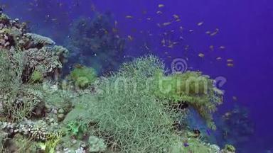 红海中珊瑚的蓝色<strong>背景</strong>下的<strong>鱼群</strong>。