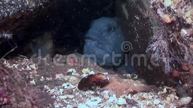 柳叶刀鱼鲶鱼在海底寻找白海海底的食物。