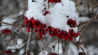 冬<strong>季</strong>雪中覆盖的充满<strong>活力</strong>的浆果