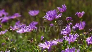 一朵紫色的花