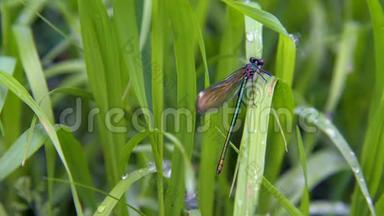 蜻蜓拿铁。 在夏日里，坐在绿草上，摇曳着风。