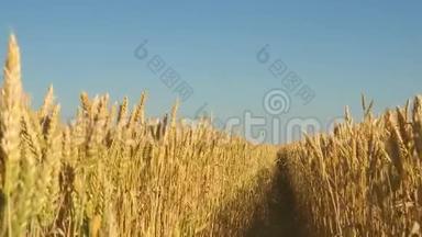 小麦穗粒摇风.. 在蓝天上成熟小麦的田野。 谷物收获成熟
