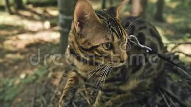 城市<strong>公园</strong>里的一只猫。 孟加拉野猫在林中<strong>漫步</strong>。 亚洲丛林猫或沼泽或芦苇。 家庭化